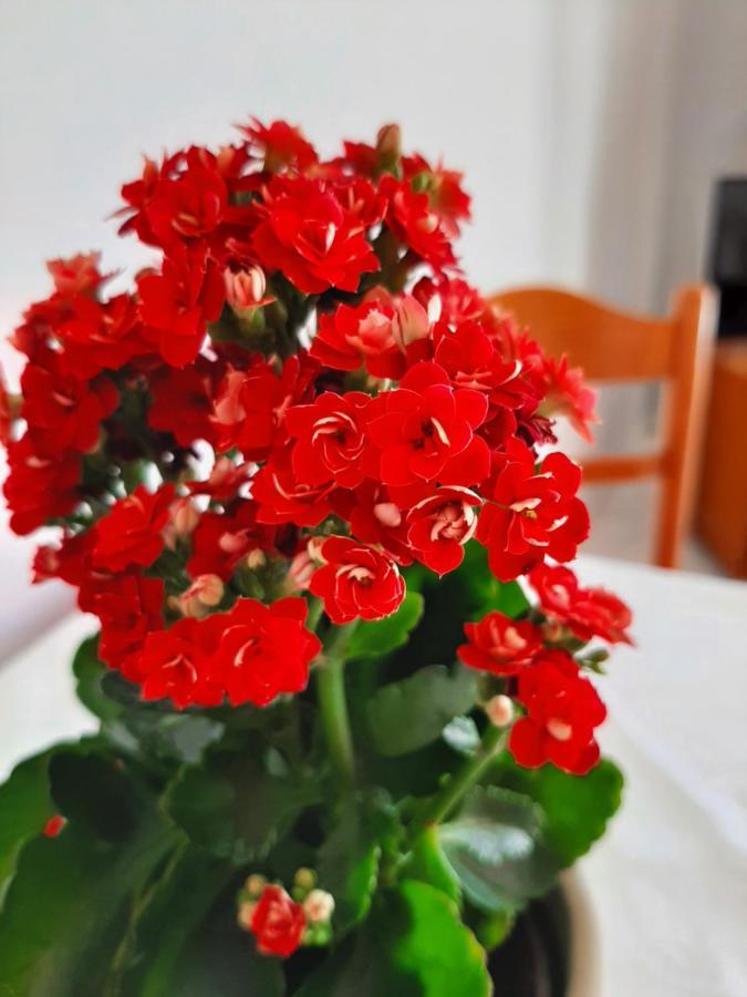 Ammousa Hotel Apartments Lixouri Ngoại thất bức ảnh